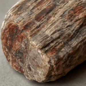 Versteinertes Holz